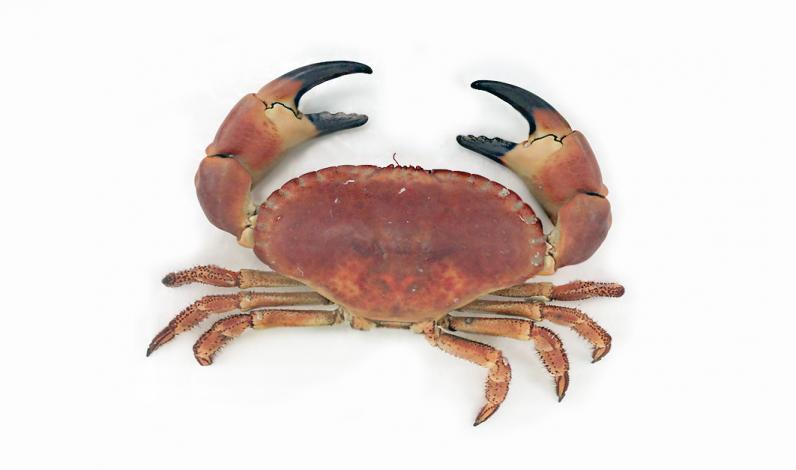 Crab