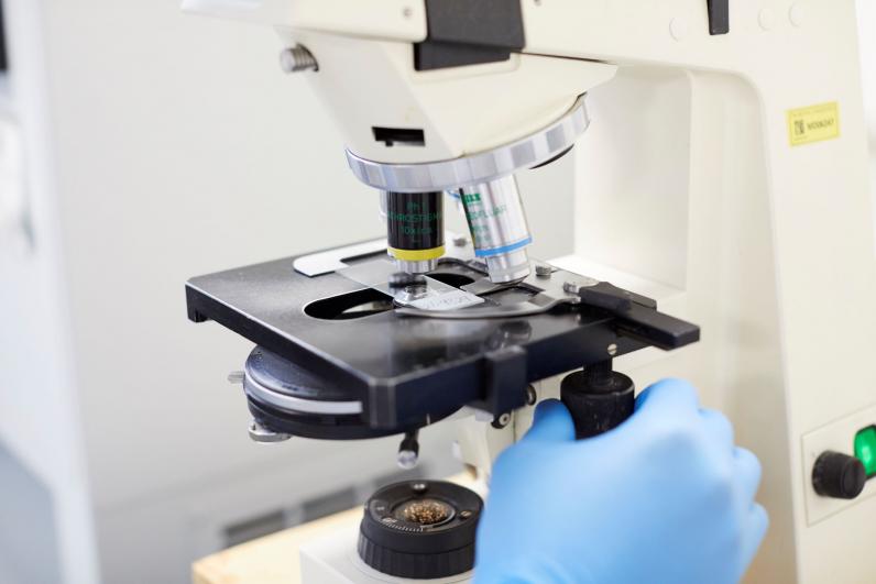 Laboratory staff using microscope in cytogenetics